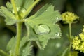 Detail of water droplets on a lady`s mantle leaf with yellow flowers Royalty Free Stock Photo