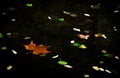 Color leaves floating in the water in autumn