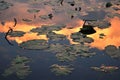 Detail of waterlilies and clouds reflection with Sunset light Royalty Free Stock Photo