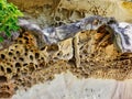 Detail of Weathered Honeycomb Sandstone, Sydney, Australia