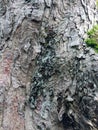 Weathered old beech tree bark with green moss Royalty Free Stock Photo