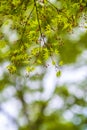 Detail of a webbed Japanese maple Royalty Free Stock Photo