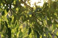 Detail weeping willow fringed sun in summer