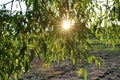 Detail weeping willow fringed sun in summer