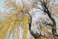 The detail of a weeping willow tree, Salix babylonica