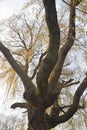 The detail of a weeping willow tree, Salix babylonica