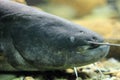 Wels catfish Royalty Free Stock Photo