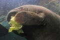 West indian manatee Royalty Free Stock Photo