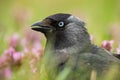 Detail of western jackdaw staring in blossom flowers