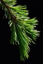 Detail of wet fresh young branch of Deodar cedar Cedrus Deodara on dark background