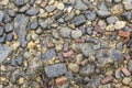 Detail of wet stones at the beach with remaining of small living algae spots