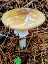 Detail of a wet wild mushroom growing Royalty Free Stock Photo