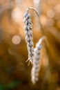 Detail of wheat with blurry background