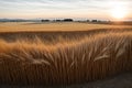 Detail of a wheat field awash in golden sunlight