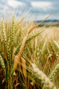 Detail of Wheat Field
