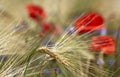 Detail of wheat field with poppy and cornflower