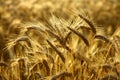 Detail of wheat spikes before harvest