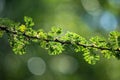 Detail of a whistling acacia branch on the Blurry green background in Tanzania East Africa