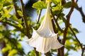 Detail of white blooming angel trumpet, Brugmansia suaveolens. Also known as Datura suaveolens, trumpeter or floripondio, it is a Royalty Free Stock Photo