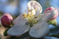 A detail of white blossom