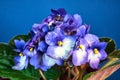 detail of a white and blue african violet flowerdetail of a white and blue african violet flower against a blue background Royalty Free Stock Photo