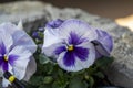 Detail of white-blue flower of Viola plant