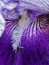 detail of white and blue striped flower head and colourful tongue of a bearded iris Royalty Free Stock Photo