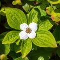 Detail of a White Bunchberry Flower Royalty Free Stock Photo