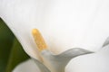 Detail of white calla lily flower (zantedeschia) Royalty Free Stock Photo