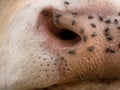 Detail of white cow muzzle. Annoying flies sit or run on the cow skin. White cow grazing i