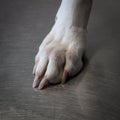 Detail of a white dog's leg