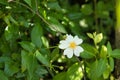 Detail of a white flower belonging to a wild rose bush whose name is rose hip. Scientific name rosa canina. Concept flowers, Royalty Free Stock Photo