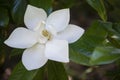 Detail of southern magnolia flower. Royalty Free Stock Photo