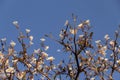 Detail of flowering white ipe with moon. Royalty Free Stock Photo