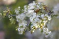 white flowers in garden. several flowering buds