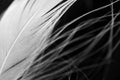 Detail of white fluffy swan feather on black background, macro. Concept of tenderness and softness, close-up. Beauty horizontal Royalty Free Stock Photo