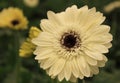 Detail of a white gerbera flower macro Royalty Free Stock Photo