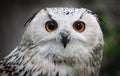 Owl bird closeup. Detail of white and gray western Siberian eagle owl Bubo bubo sibiricus portrait Royalty Free Stock Photo