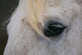 Detail of white horse dark eye, eyelashes Royalty Free Stock Photo