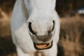 Detail of the white horse`s nostrils with opened mouth, looking like laughing horse