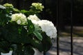 Detail from white hydrangea