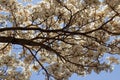 Detail of white ipe branches full of flowers Royalty Free Stock Photo