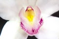 Detail of a white orchid Royalty Free Stock Photo