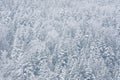 Detail of a pine tree forest covered by snow Royalty Free Stock Photo