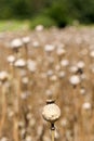 Detail of white Poppy Head Royalty Free Stock Photo