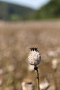 Detail of white Poppy Head Royalty Free Stock Photo