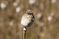 Detail of white Poppy Head Royalty Free Stock Photo