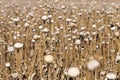 Detail of white Poppy Heads Royalty Free Stock Photo