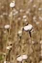 Detail of white Poppy Heads Royalty Free Stock Photo