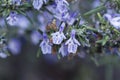 Detail of white and purple rosemary flowers